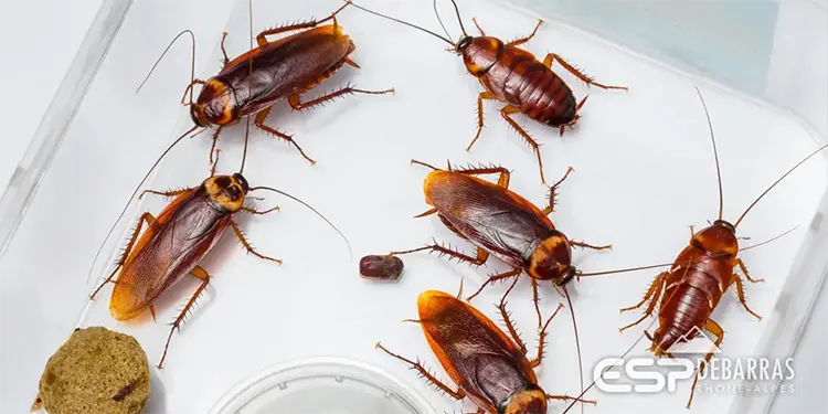 Voici des blattes, ce petit insecte nuisible dans nos maisons et appartements